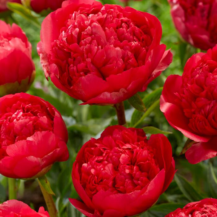 Wholesale Paeonia 'Command Performance' (Ships in Spring) - Garden Peony | A.D.R. Bulbs