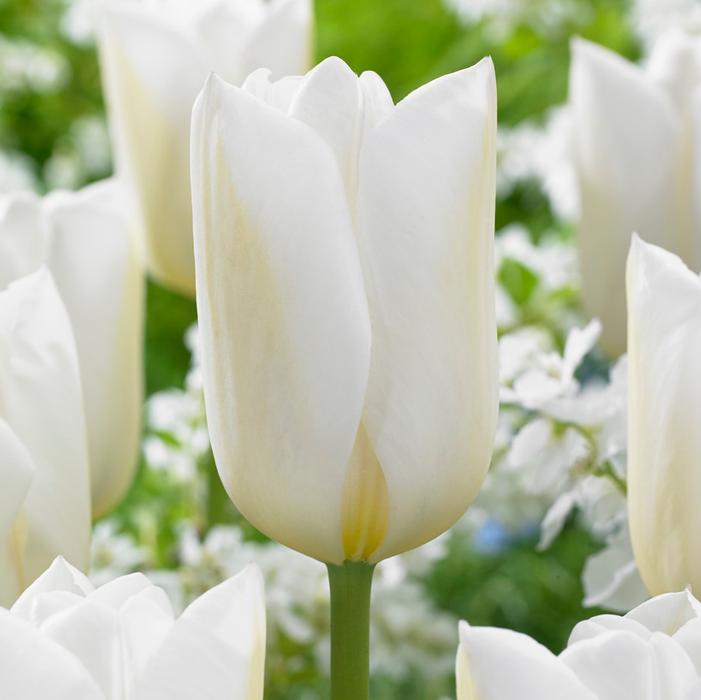 Wholesale Tulipa Darwin Hybrid 'Wedding Dress' - Tulip | A.D.R. Bulbs