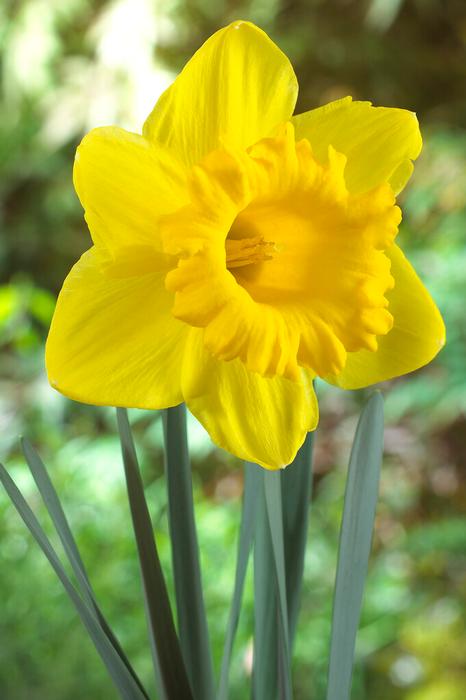 Wholesale Narcissi Trumpet 'Standard Value' - Daffodil | A.D.R. Bulbs