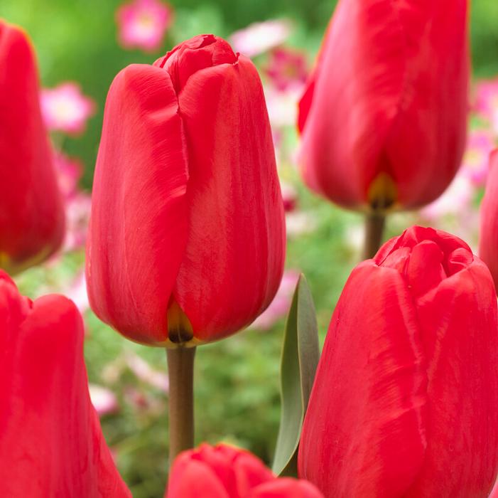 Wholesale Tulipa Darwin Hybrid 'Apeldoorn' - Tulip | A.D.R. Bulbs