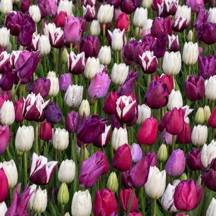 Wholesale Tulipa Long-lasting 'All Season Purple & White Mix' - Tulip | A.D.R. Bulbs