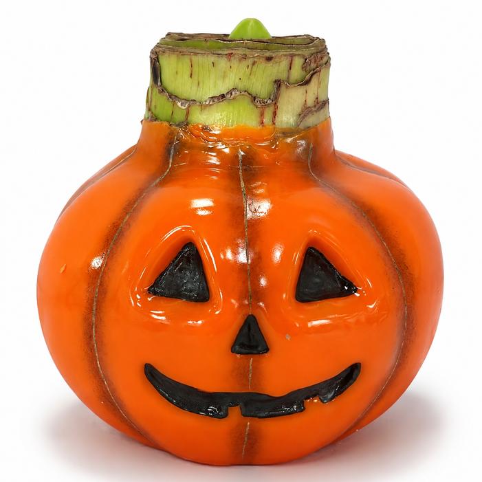 Wholesale Amaryllis Wax Figurine 'Jack-O-Lantern' - Amaryllis | A.D.R. Bulbs