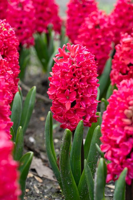 Wholesale Hyacinthus Orientalis 'Amore' - Hyacinth | A.D.R. Bulbs