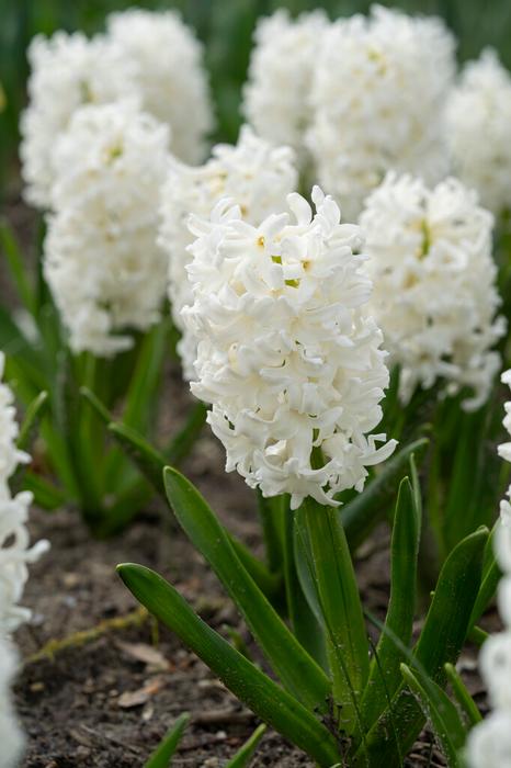 Wholesale Hyacinthus Orientalis 'Don Leon' - Hyacinth | A.D.R. Bulbs