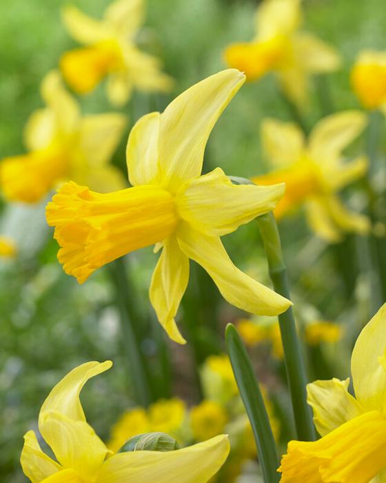 Narcissus Daffodil Yellow Narcissus Daffodil Narcissus 