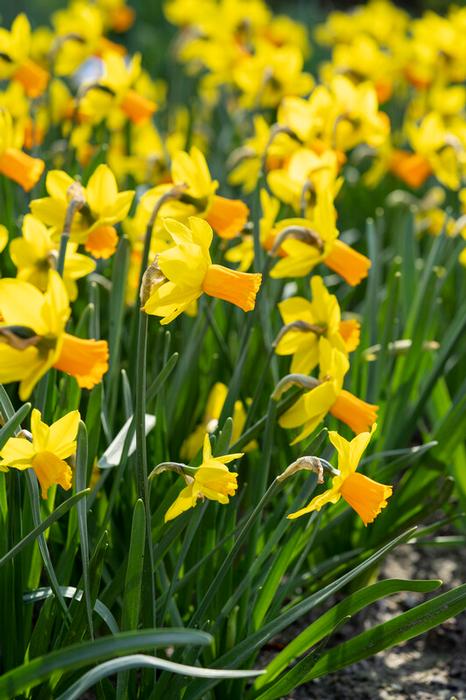 Wholesale Narcissi Miniature 'Jetfire' - Daffodil | A.D.R. Bulbs