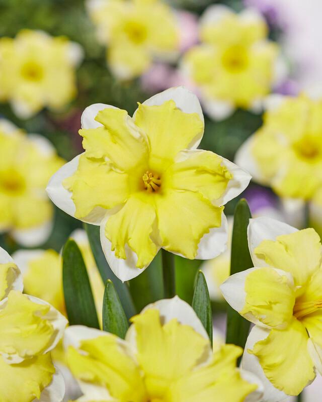 Wholesale Narcissi Butterfly 'Cassata' - Daffodil | A.D.R. Bulbs