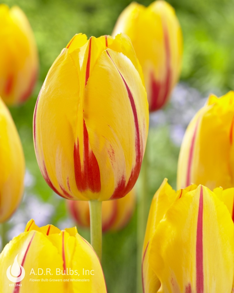 Tulipa Single Late ‘La Courtine’ Tulip from ADR Bulbs