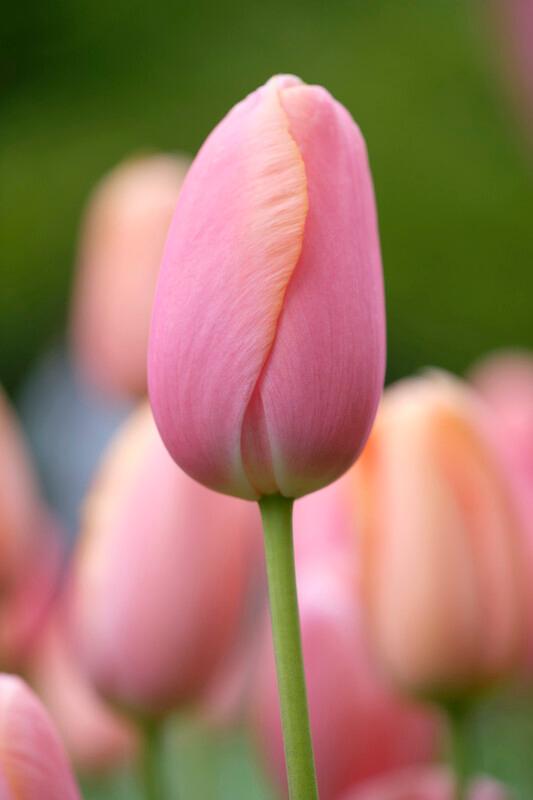 Wholesale Tulipa Single Late 'Menton' - Tulip | A.D.R. Bulbs