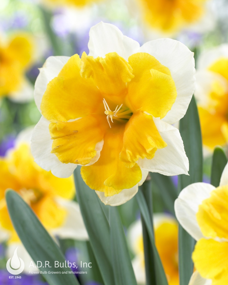 Wholesale Narcissi Butterfly 'Orangery' - Daffodil | A.D.R. Bulbs