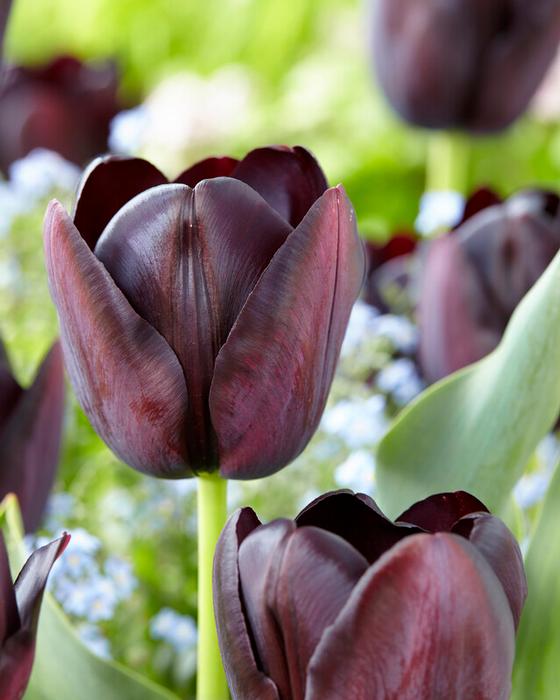Wholesale Tulipa Single Late 'Queen of Night' - Tulip | A.D.R. Bulbs