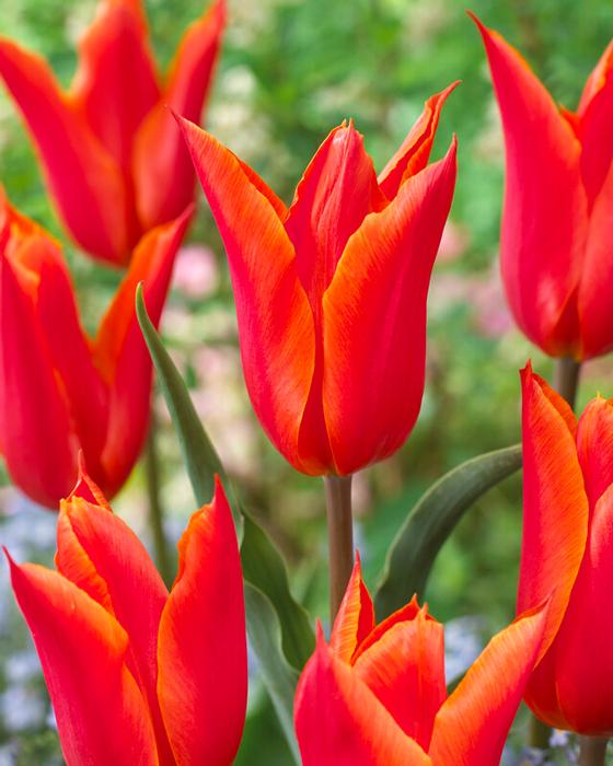 Wholesale Tulipa Lily Flowering 'Ballerina' - Tulip | A.D.R. Bulbs