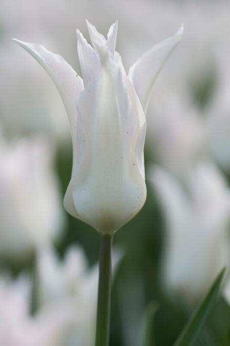Wholesale Tulipa Lily Flowering 'White Triumphator' - Tulip | A.D.R. Bulbs