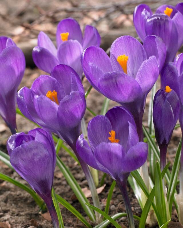 Wholesale Crocus Large Flowering 'Flower Record' - Crocus | A.D.R. Bulbs