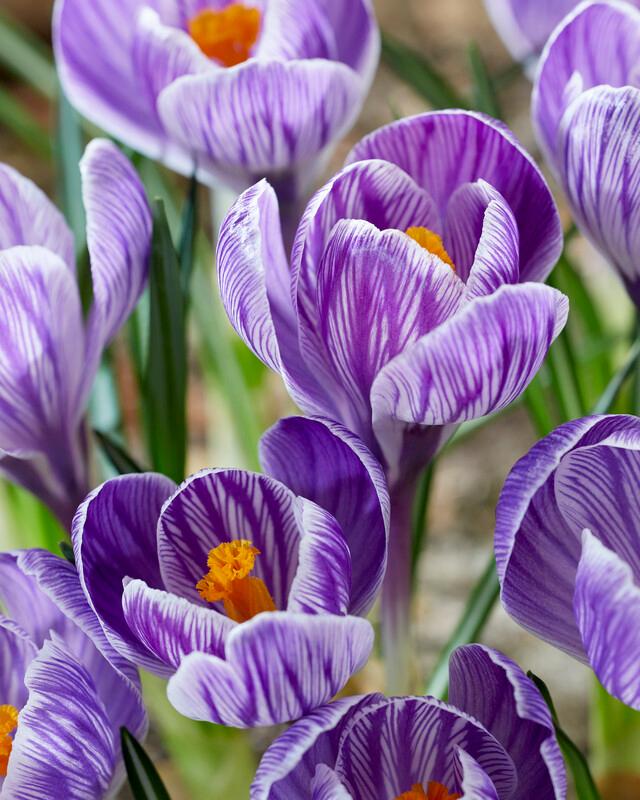 Wholesale Crocus Large Flowering 'Pickwick' - Crocus | A.D.R. Bulbs