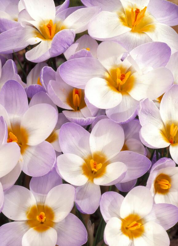 Wholesale Crocus Species 'Blue Pearl' - Crocus | A.D.R. Bulbs