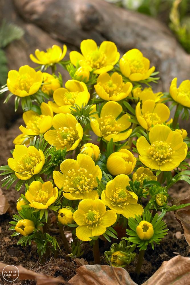 Eranthis hyemalis 'Cilicica' Eranthis from ADR Bulbs