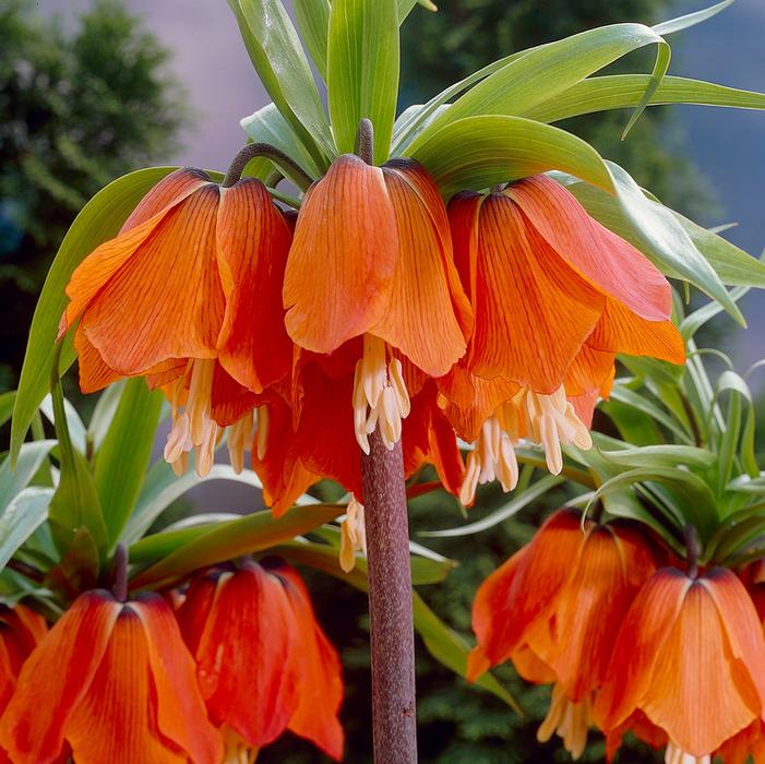 Wholesale Fritillaria Imperialis 'Rubra' - Fritillaria | A.D.R. Bulbs