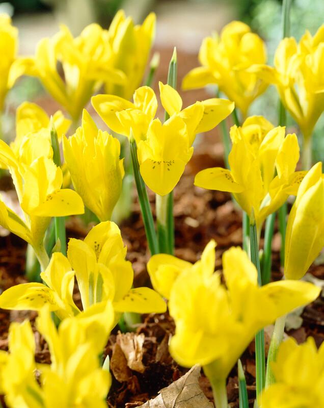 Wholesale Iris Miniature 'Danfordiae' - Dutch Iris | A.D.R. Bulbs