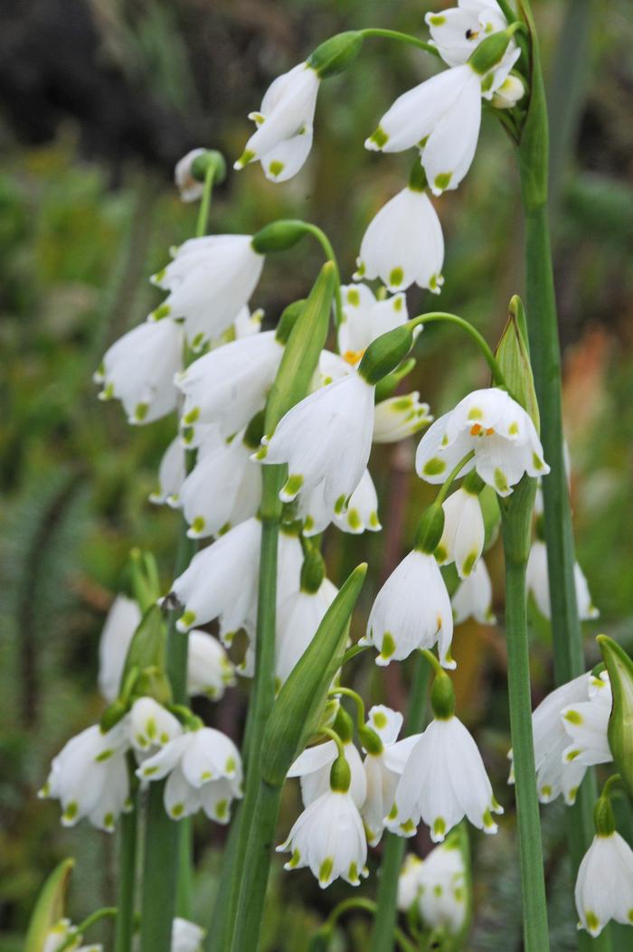 Wholesale Leucojum 'Aestivum' - Giant Snowflake | A.D.R. Bulbs