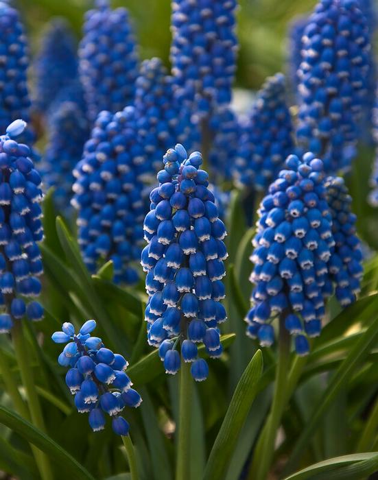 Wholesale Muscari Armeniacum - Grape Hyacinth | A.D.R. Bulbs