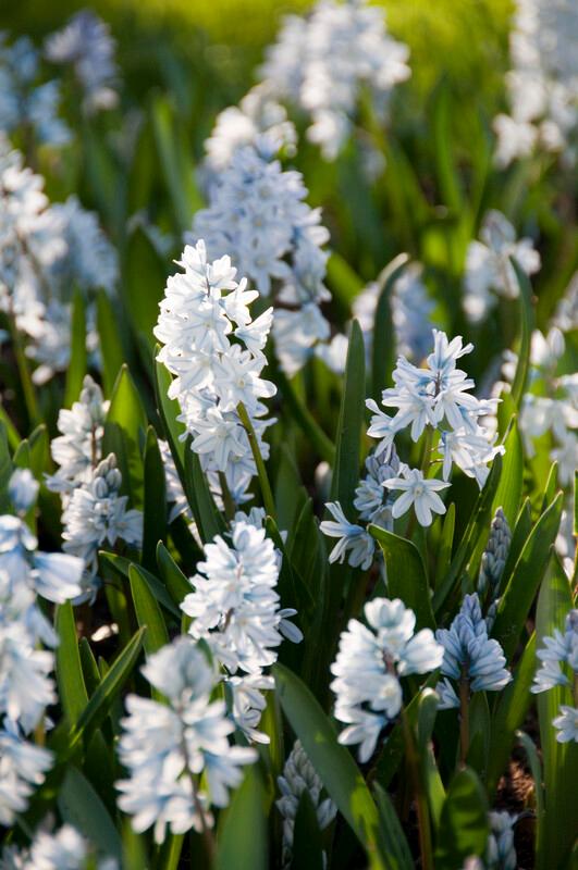 Wholesale Puschkinia Scilloides 'Libanotica' - Puschkinia | A.D.R. Bulbs