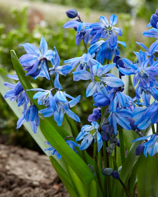 Wholesale Scilla 'Siberica' - Siberian Squill | A.D.R. Bulbs