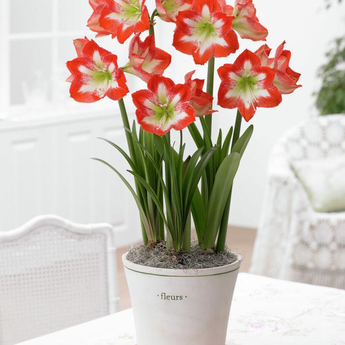 Wholesale Amaryllis Dutch 'Minerva' - Amaryllis | A.D.R. Bulbs