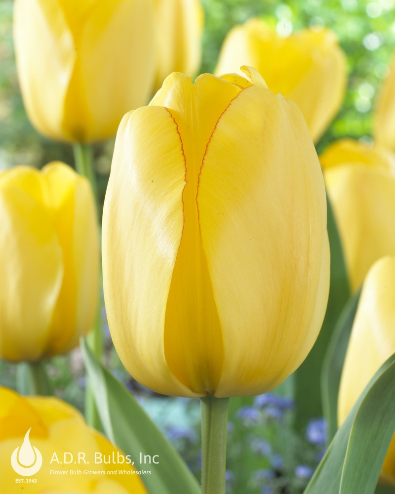 Wholesale Tulipa Darwin Hybrid 'Golden Parade' - Tulip | A.D.R. Bulbs