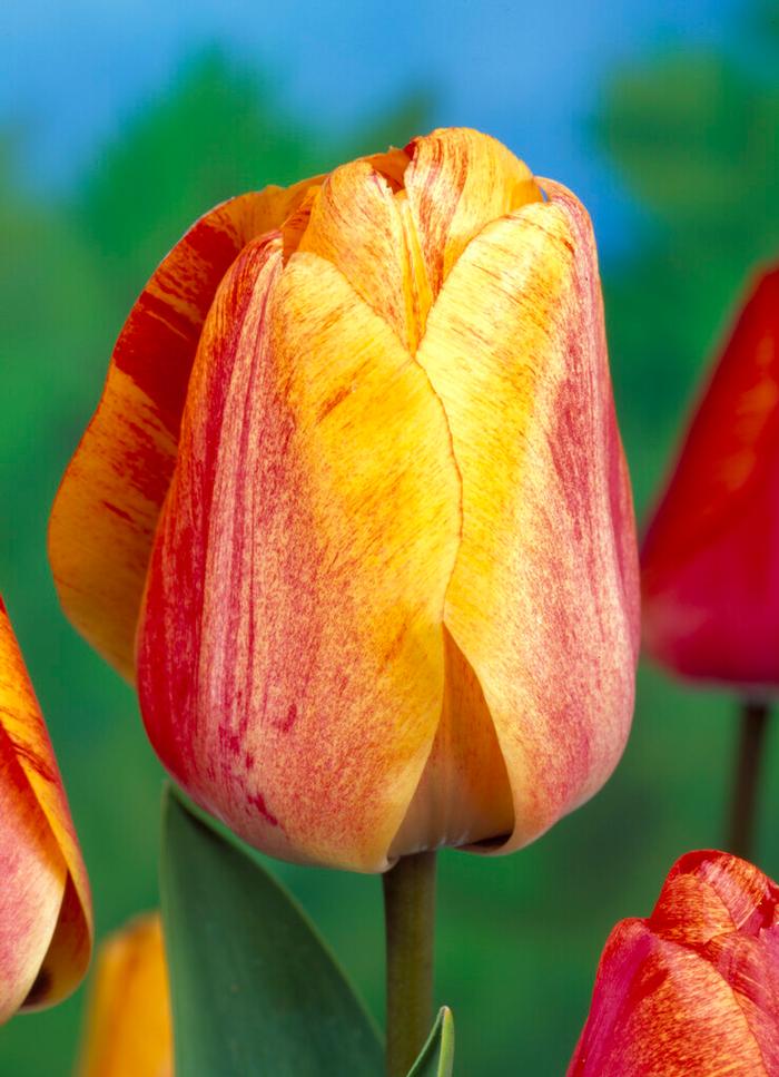 Tulipa Darwin Hybrid 'Gudoshnik' Tulip from ADR Bulbs