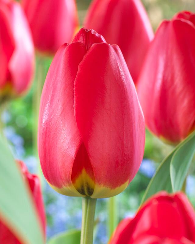 Wholesale Tulipa Darwin Hybrid 'Parade' - Tulip | A.D.R. Bulbs
