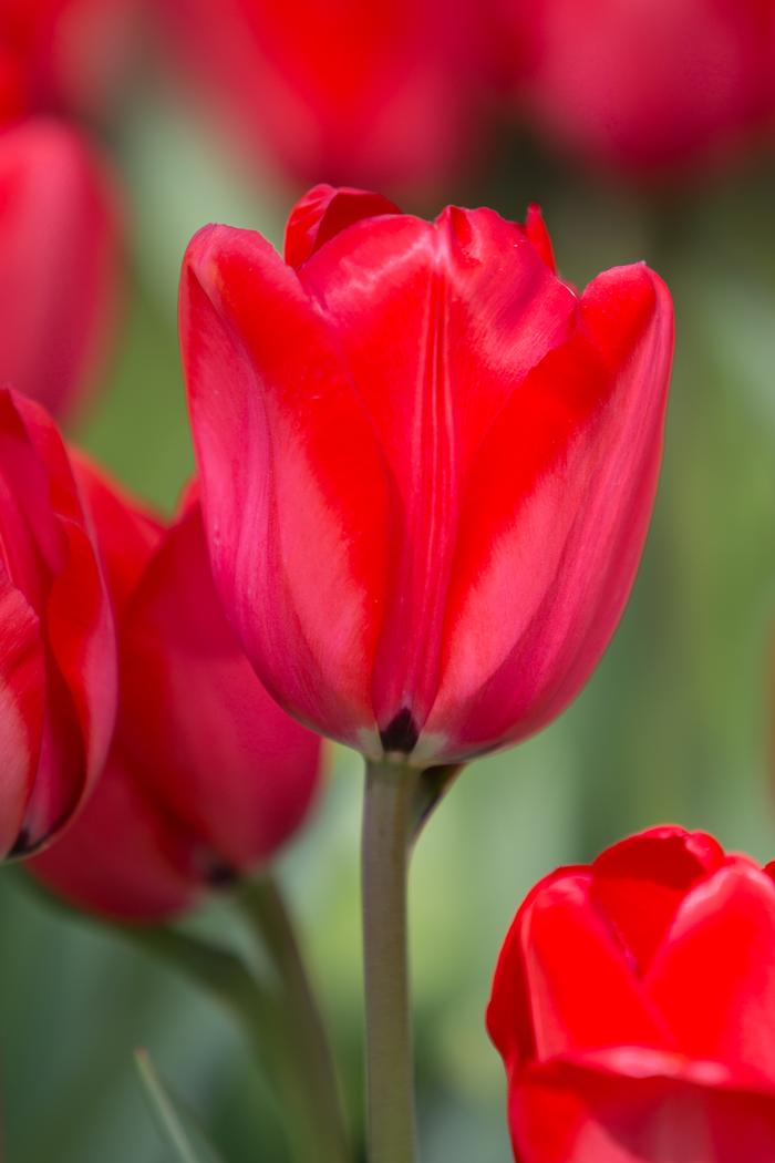 Wholesale Tulipa Darwin Hybrid 'Red Impression' - Tulip | A.D.R. Bulbs