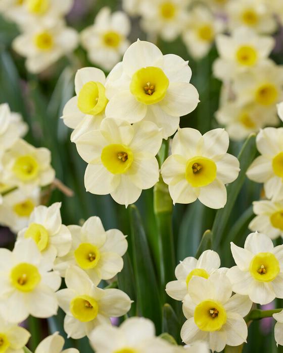 Wholesale Narcissi Miniature 'Minnow' - Daffodil | A.D.R. Bulbs