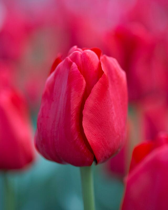 Wholesale Tulipa Triumph 'Ile de France' - Tulip | A.D.R. Bulbs