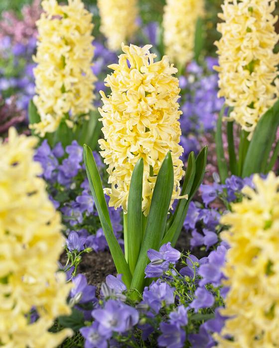 Wholesale Hyacinthus Orientalis 'Gypsy Princess' - Hyacinth | A.D.R. Bulbs