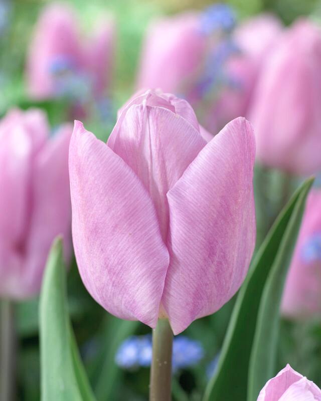 Wholesale Tulipa Single Early 'Candy Prince' - Tulip | A.D.R. Bulbs