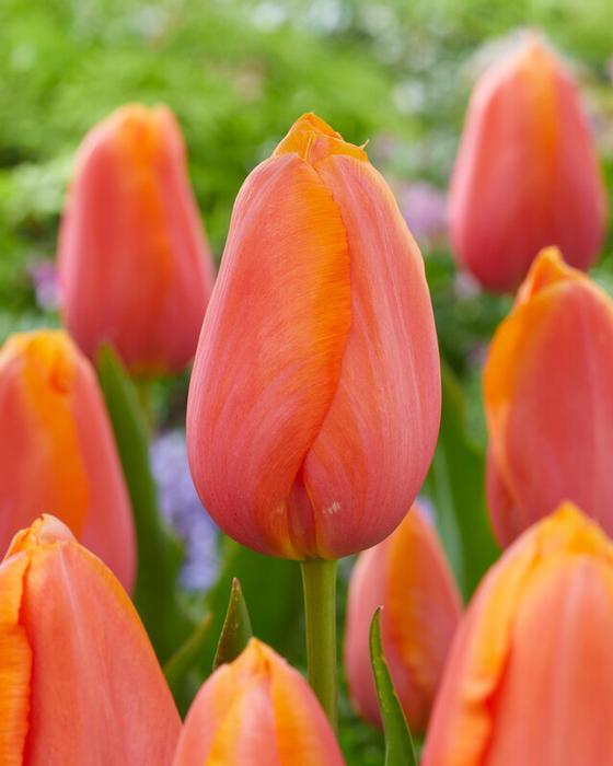 Wholesale Tulipa Single Late 'Dordogne' - Tulip | A.D.R. Bulbs