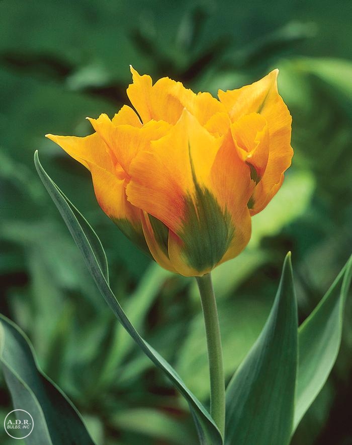 Tulipa green 'Golden Artist' Tulip from ADR Bulbs