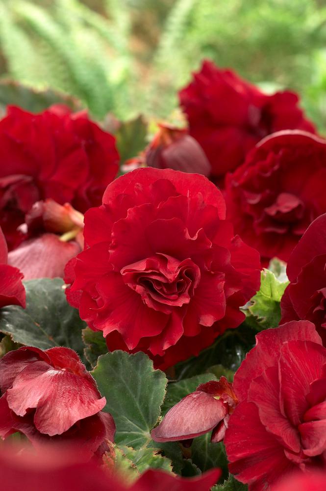 Begonia Unit 121 collection Double Begonia from ADR Bulbs