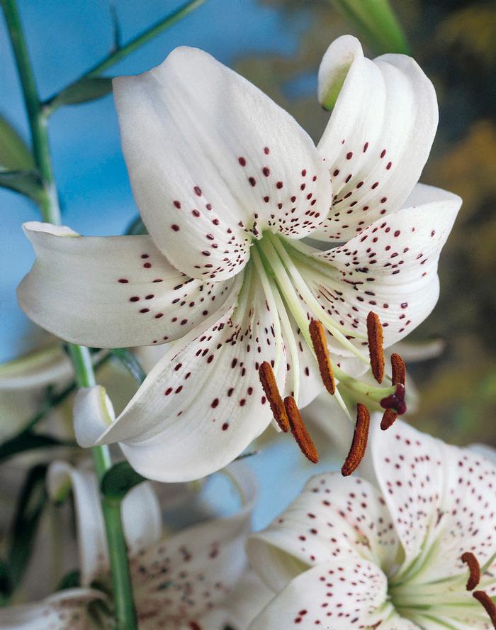 Lilium Unit 203 collection Tiger Lily from ADR Bulbs