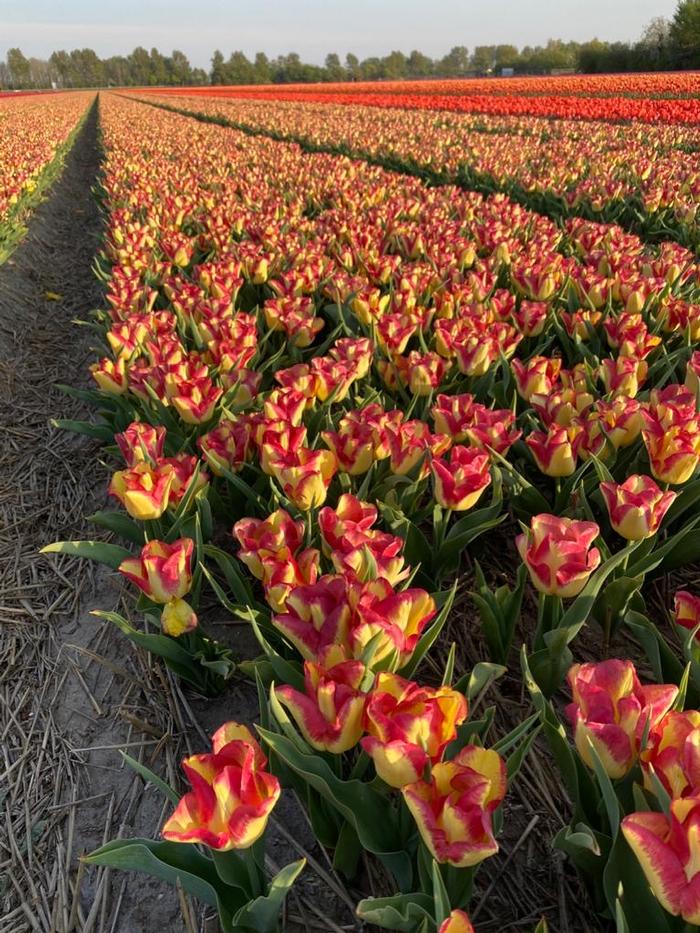 Tulipa Triumph 'Cape Town' Tulip from ADR Bulbs