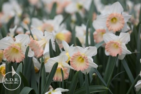 British Gamble Giant Daffodil