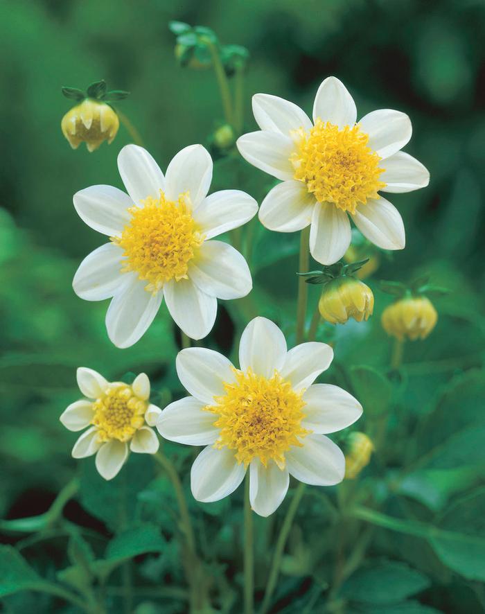 Dahlia PowderPuff collection 146 (Ships in Spring) Dahlia from ADR Bulbs