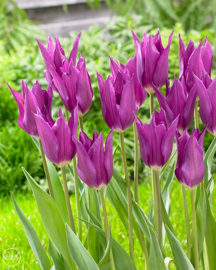 Tulipa Lily Flowering 'Purple Dream' Tulip from ADR Bulbs