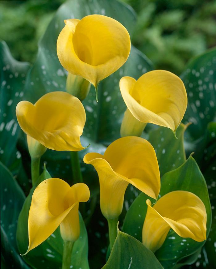 Zantedeschia Florex Gold' (Ships in Spring) Calla from ADR Bulbs