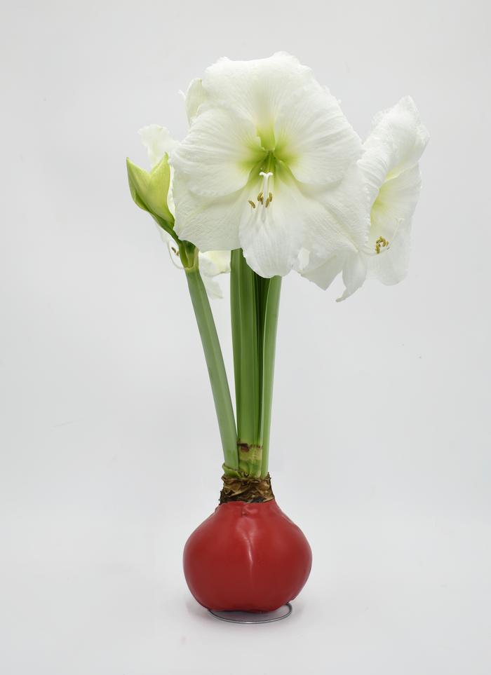 Amaryllis Assorted 'Waxed Amaryllis' Amaryllis from ADR Bulbs