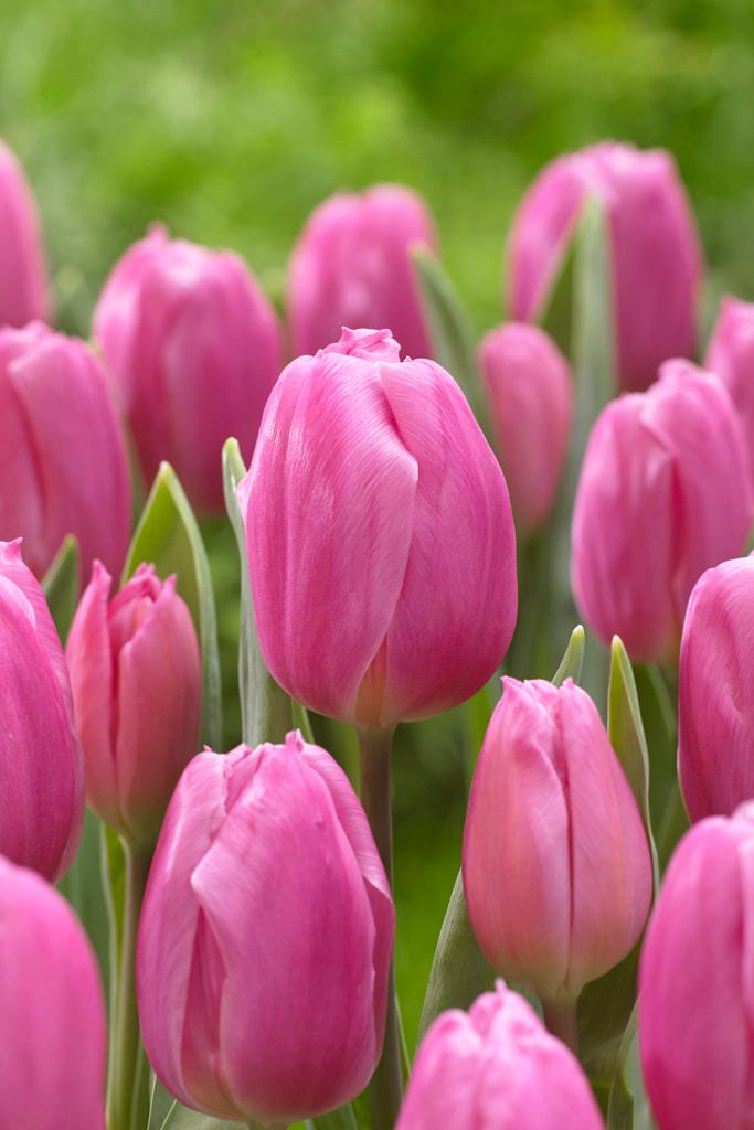Tulipa Triumph 'Pink Flag' Tulip from ADR Bulbs