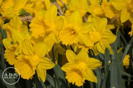 50 Dutch Master Daffodil Bulbs 