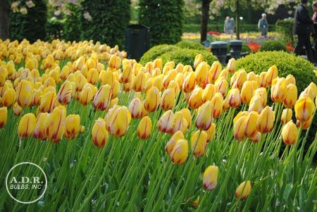 Tulipa Single Late ‘La Courtine’ Tulip from ADR Bulbs