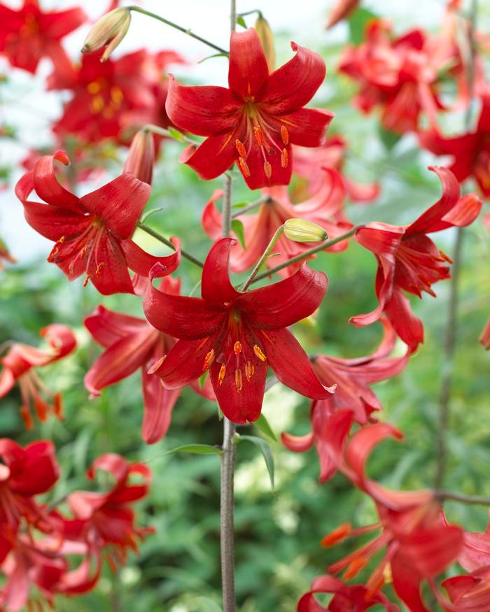 Lilium Unit 203 collection Tiger Lily from ADR Bulbs